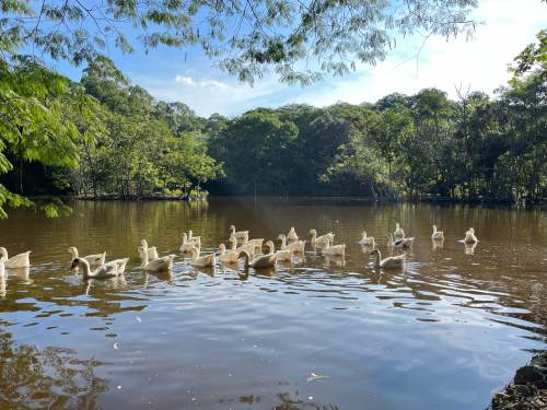 Terreno em Condomínio Ecoville Araçariguama 