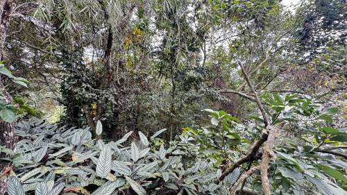 Terreno Loteamento Capital Ville Jundiaí 